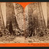 Big trees, Old Dominion and Uncle Tom's Cabin. Mammoth Grove, Calaveras County.