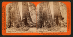 Big trees, Old Dominion and Uncle Tom's Cabin. Mammoth Grove, Calaveras County.