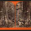 Big Tree, George Washington, 284 feet high, 52 feet circumference, Calaveras County.