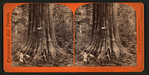 Big Tree, George Washington, 284 feet high, 52 feet circumference, Calaveras County.