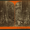 Big Tree, George Washington, 284 feet high, 52 feet circumference, Calaveras County.