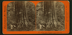 Big Tree, George Washington, 284 feet high, 52 feet circumference, Calaveras County.