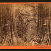 Big Tree, George Washington, 284 feet high, 52 feet circumference, Calaveras County.