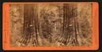 Big Tree, George Washington, 284 feet high, 52 feet circumference, Calaveras County.