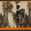 Big Tree Starr King ; 366 feet high, 50 feet circumference, Calaveras County.