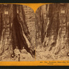 The Keystone State - Big Tree Grove, Calaveras County.