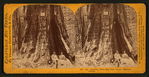 The Keystone State - Big Tree Grove, Calaveras County.