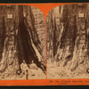 The Keystone State - Big Tree Grove, Calaveras County.