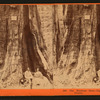 The Keystone State - Big Tree Grove, Calaveras County.