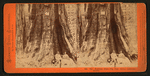 The Keystone State - Big Tree Grove, Calaveras County.