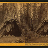 The Pioneer's Cabin and Pluto's Chimney, Big Tree Grove, Calaveras County.