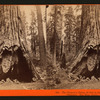 The Pioneer's Cabin, 32 feet in diameter ;  and Pluto's Chimney, Big Tree Grove, Calaveras County.