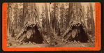 The Pioneer's Cabin, 32 feet in diameter ;  and Pluto's Chimney, Big Tree Grove, Calaveras County.