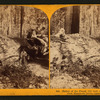 Father of the Forest, 112 feet circumference - near view, Mammoth Grove, Calaveras County.