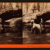 Father of the Forest, 112 feet circumference - Entrance to the Horseback ride,Mammoth Grove.