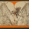 Mother of the Forest ; 305 feet high ; 63 feet circumference - near view, Calaveras County.