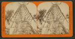Mother of the Forest ; 305 feet high ; 63 feet circumference - near view, Calaveras County.