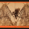 The Mother of the Forest ; 305 feet high ; 63 feet circumference - near view, Calaveras County.