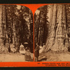 Abraham Lincoln - near view, 281 feet high, 41 feet circumference, Big Tree Grove, Calaveras County.