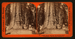 Abraham Lincoln - near view, 281 feet high, 41 feet circumference, Big Tree Grove, Calaveras County.