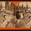 The Original Big Tree ; 250 feet from the stump, 335 feet long, Mammoth Grove, Calaveras County.