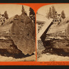 Section of the Original Big Tree - near view, Mammoth Grove, Calaveras County.