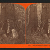 'The Horseback Ride' - through the tree.
