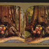 The Famous Wawona Tree Tunnel and Coach, Cal.