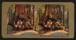 The Famous Wawona Tree Tunnel and Coach, Cal.