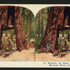 Wawona, the Giant Red Wood, Mariposa Grove, California.