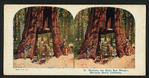 Wawona, the Giant Red Wood, Mariposa Grove, California.