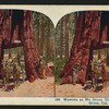 Wawona, as we drove through it, Mariposa Grove, Cal.