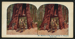 Wawona, as we drove through it, Mariposa Grove, Cal.