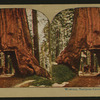 Wowona [Wawona], Mariposa Grove, Cal.