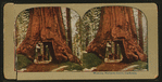 Wowona [Wawona], Mariposa Grove, Cal.