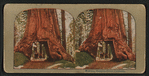 Wowona [Wawona], Mariposa Grove, Cal.