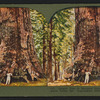 Largest tree in Mariposa Grove, Point Trail, Yosemite Valley, Cal.