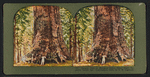 Largest tree in Mariposa Grove, Point Trail, Yosemite Valley, Cal.