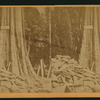California Big Trees, 'The Rhode Island.'