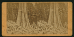 California Big Trees, 'The Rhode Island.'