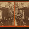 Dead Giant, Tuolumne Grove, 30 ft. 8 in. diam., Big Oak Flat route to Yosemite Valley.