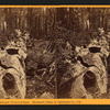 Father of the Forest, circumference 112 feet at base, Mammoth Trees of Calaveras Co., Cal.