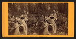 Father of the Forest, circumference 112 feet at base, Mammoth Trees of Calaveras Co., Cal.