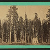 The Sentinels, California, 315 ft. high, 23 ft. diameter.