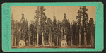 The Sentinels, California, 315 ft. high, 23 ft. diameter.