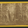 Mother of the Forest, Cal.