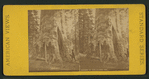 Mother of the Forest, Cal.