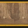 Pride of the Forest, Cal.
