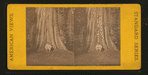 Pride of the Forest, Cal.