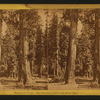 Mammoth Trees. The Sentinels, each over 300 ft. high.